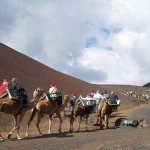lanzarote camel ride at timanfaya national park lanzarote camel ride at timanfaya national park